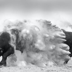 Dancing With Bulls 1