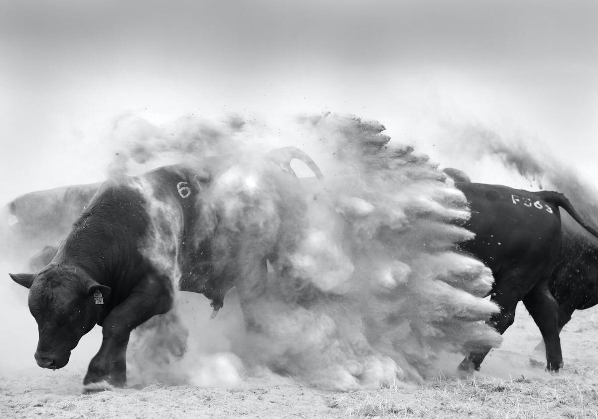 Dancing With Bulls 1