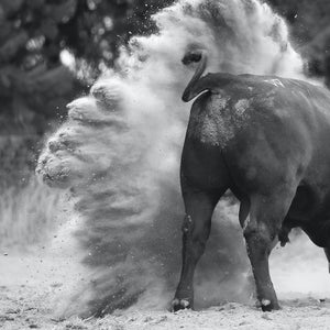 Dancing With Bulls 2