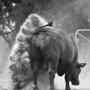 Dancing With Bulls 4