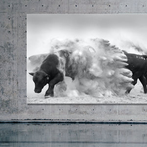 Dancing With Bulls 1