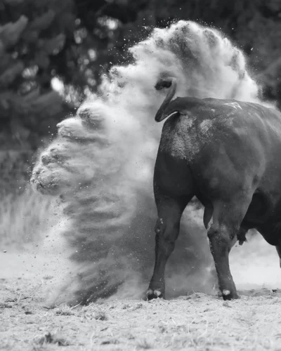 Dancing With Bulls 2