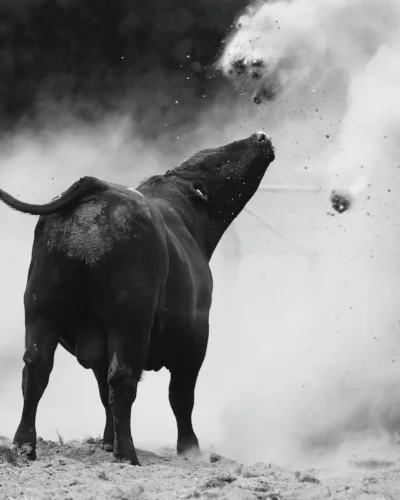 Dancing With Bulls 3