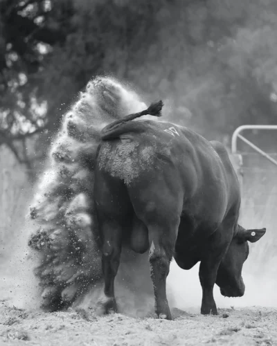 Dancing With Bulls 4